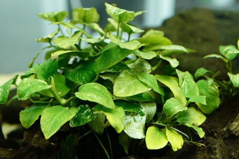 Toxic Plants For Betta Fish That You Need To Avoid Toxic Plants For Betta Fish That You Need To Avoid