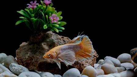 Toxic Plants For Betta Fish That You Need To Avoid