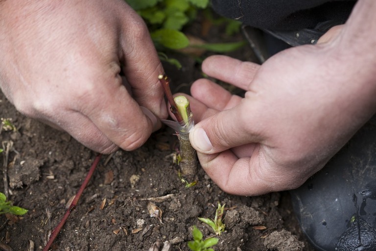 List Of Fruit Trees That Grow From Cuttings List Of Fruit Trees That Grow From Cuttings