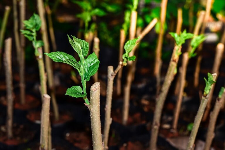List Of Fruit Trees That Grow From Cuttings List Of Fruit Trees That Grow From Cuttings