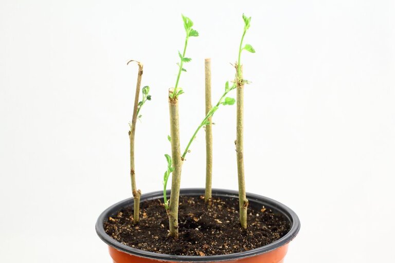List Of Fruit Trees That Grow From Cuttings List Of Fruit Trees That Grow From Cuttings