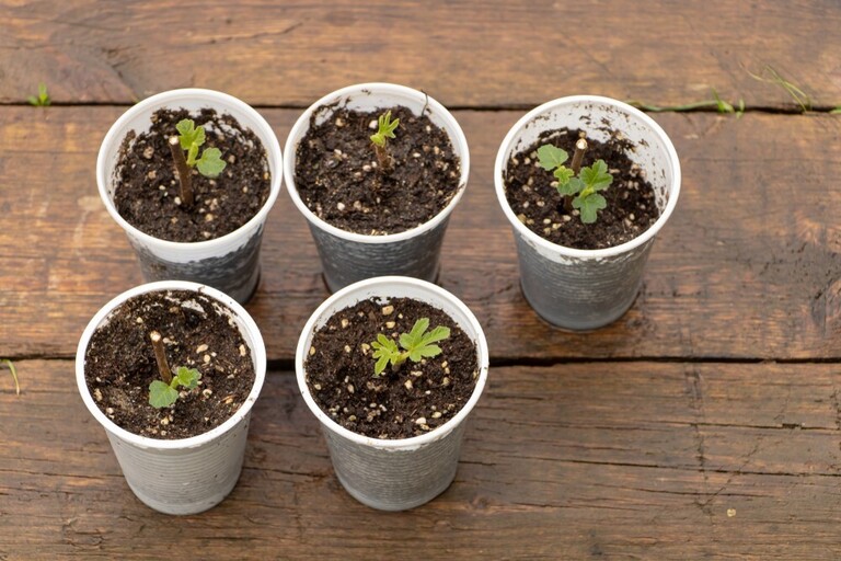 List Of Fruit Trees That Grow From Cuttings List Of Fruit Trees That Grow From Cuttings