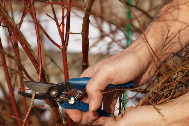 List Of Fruit Trees That Grow From Cuttings List Of Fruit Trees That Grow From Cuttings
