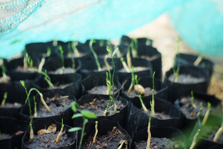List Of Fruit Trees That Grow From Cuttings List Of Fruit Trees That Grow From Cuttings