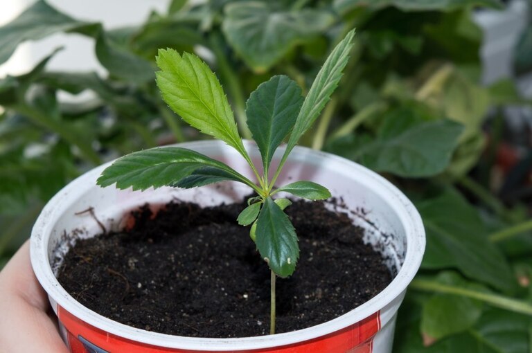 List Of Fruit Trees That Grow From Cuttings List Of Fruit Trees That Grow From Cuttings