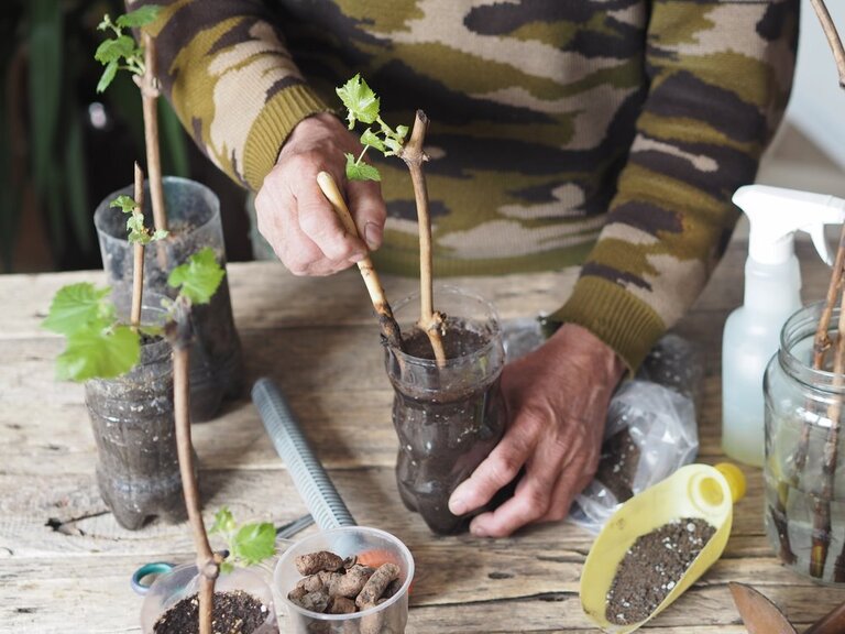 List Of Fruit Trees That Grow From Cuttings List Of Fruit Trees That Grow From Cuttings