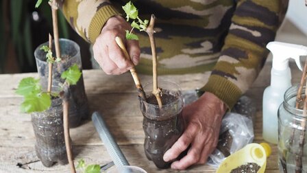 List Of Fruit Trees That Grow From Cuttings