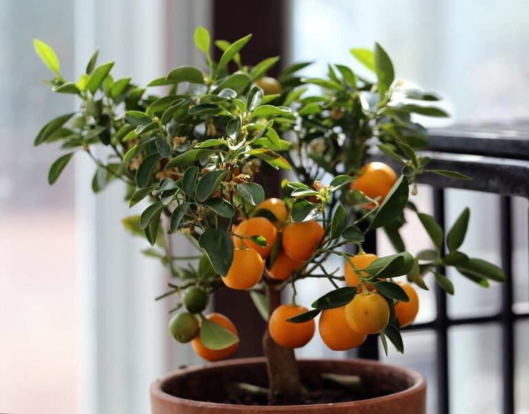 Best Indoor Fruit Trees Best Indoor Fruit Trees