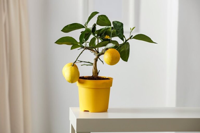Best Indoor Fruit Trees Best Indoor Fruit Trees