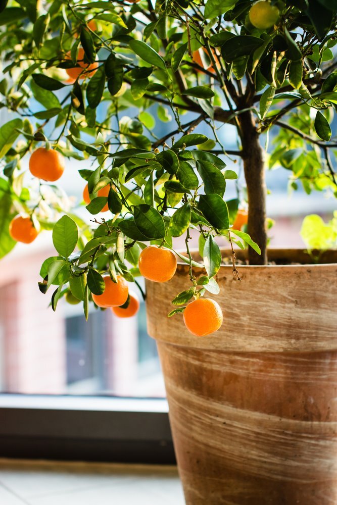 Best Indoor Fruit Trees Best Indoor Fruit Trees