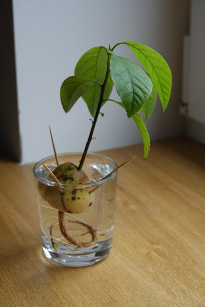 Best Indoor Fruit Trees Best Indoor Fruit Trees