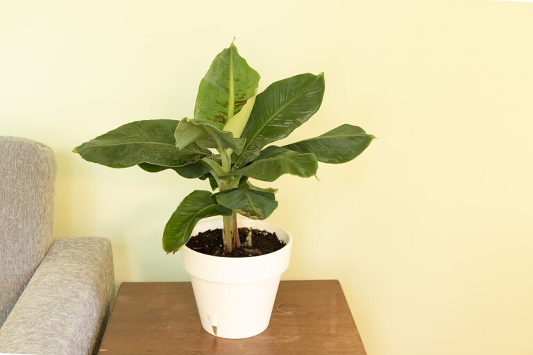 Best Indoor Fruit Trees Best Indoor Fruit Trees