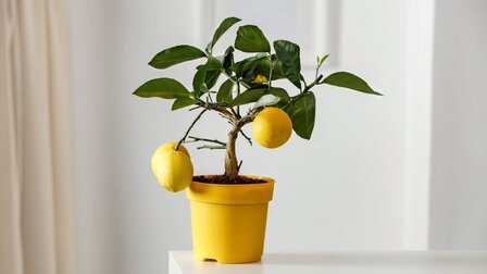 Best Indoor Fruit Trees
