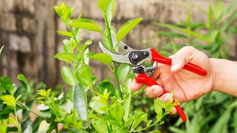 How To Prune A Potted Lemon Tree? How To Prune A Potted Lemon Tree?