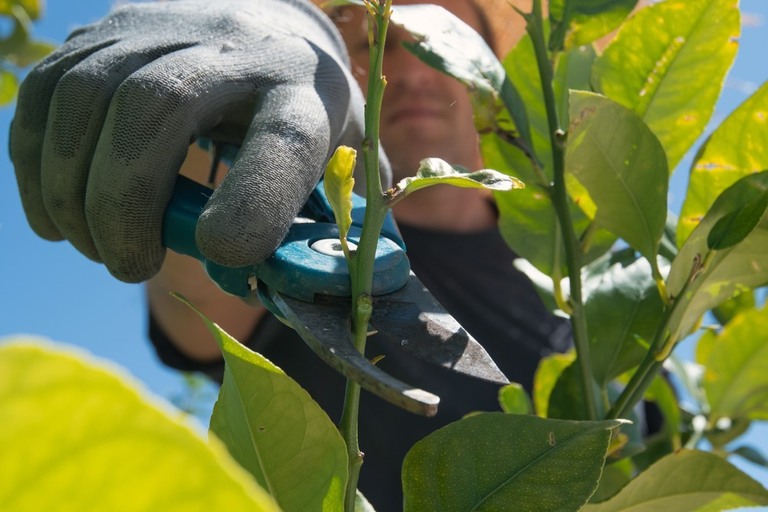 How To Prune A Potted Lemon Tree? How To Prune A Potted Lemon Tree?