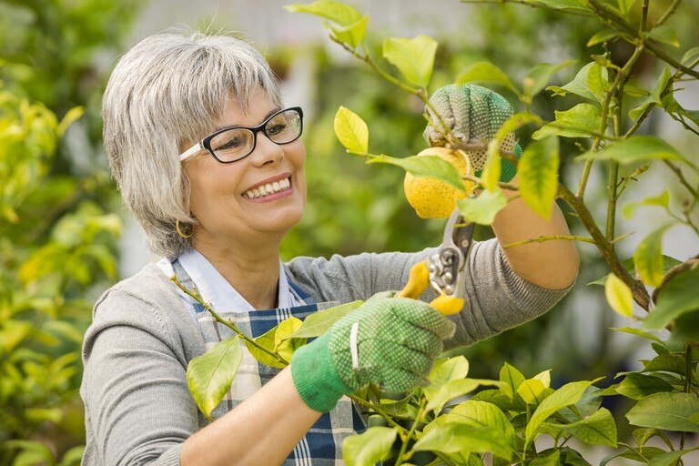 How To Prune A Potted Lemon Tree? How To Prune A Potted Lemon Tree?