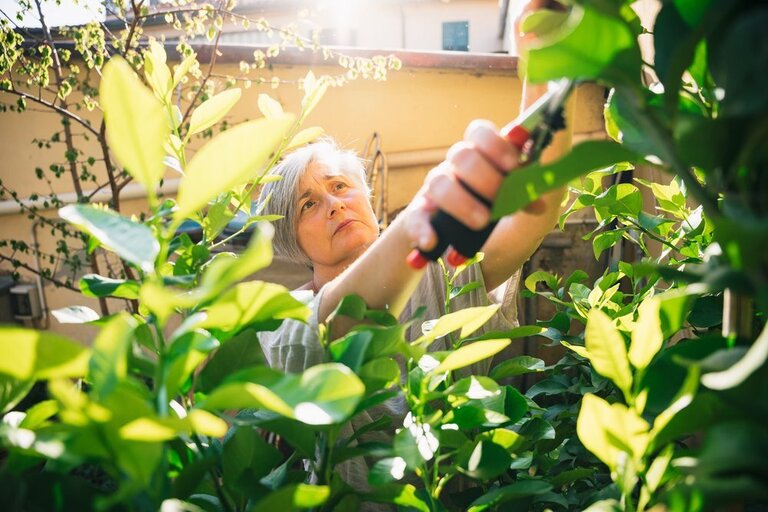 How To Prune A Potted Lemon Tree? How To Prune A Potted Lemon Tree?