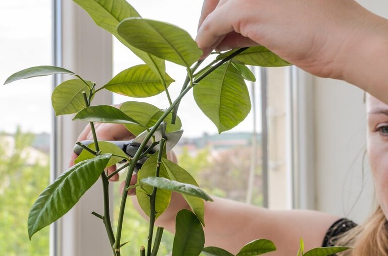 How To Prune A Potted Lemon Tree? How To Prune A Potted Lemon Tree?