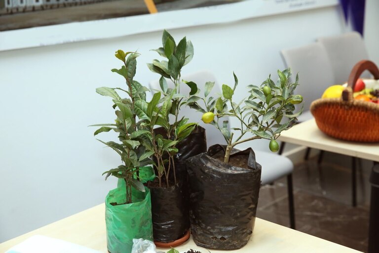 How To Prune A Potted Lemon Tree? How To Prune A Potted Lemon Tree?