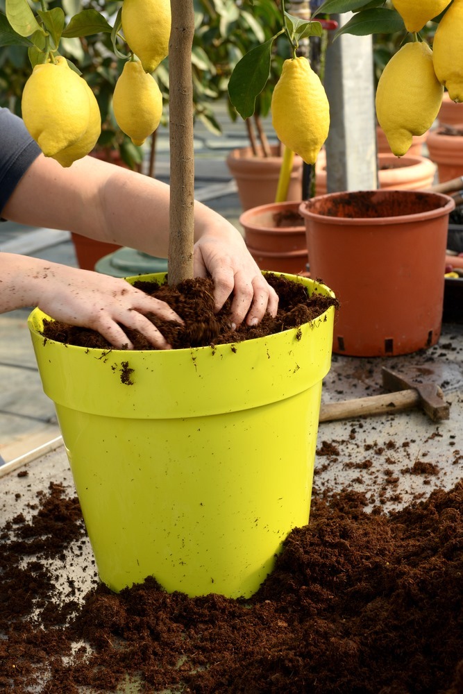 How To Prune A Potted Lemon Tree? How To Prune A Potted Lemon Tree?