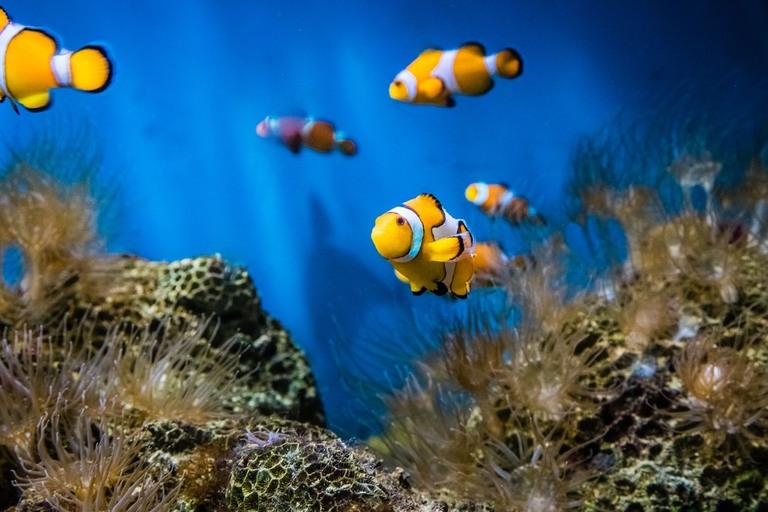 Best Saltwater Fish For 20, 30, 50-Gallon Tank Best Saltwater Fish For 20, 30, 50-Gallon Tank