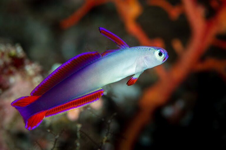 Best Saltwater Fish For 20, 30, 50-Gallon Tank Best Saltwater Fish For 20, 30, 50-Gallon Tank