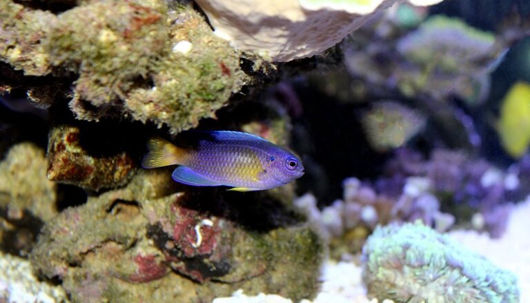 Best Saltwater Fish For 20, 30, 50-Gallon Tank Best Saltwater Fish For 20, 30, 50-Gallon Tank