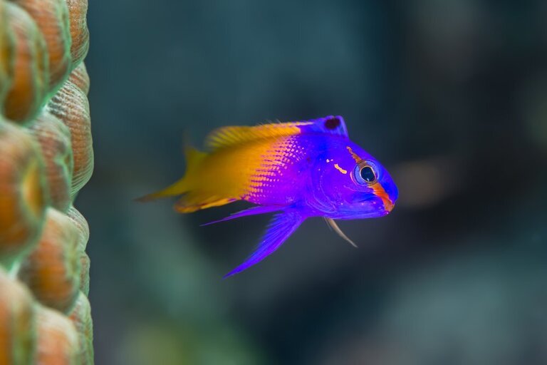Best Saltwater Fish For 20, 30, 50-Gallon Tank Best Saltwater Fish For 20, 30, 50-Gallon Tank