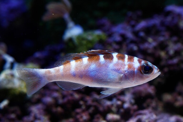 Best Saltwater Fish For 20, 30, 50-Gallon Tank Best Saltwater Fish For 20, 30, 50-Gallon Tank