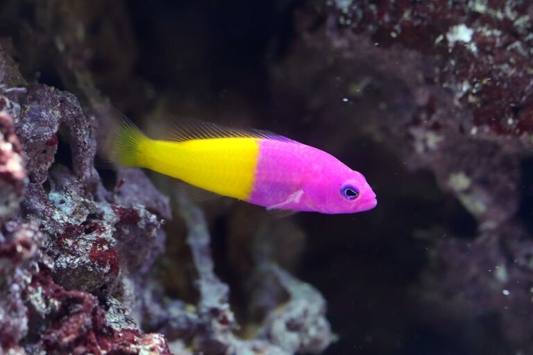 Best Saltwater Fish For 20, 30, 50-Gallon Tank Best Saltwater Fish For 20, 30, 50-Gallon Tank