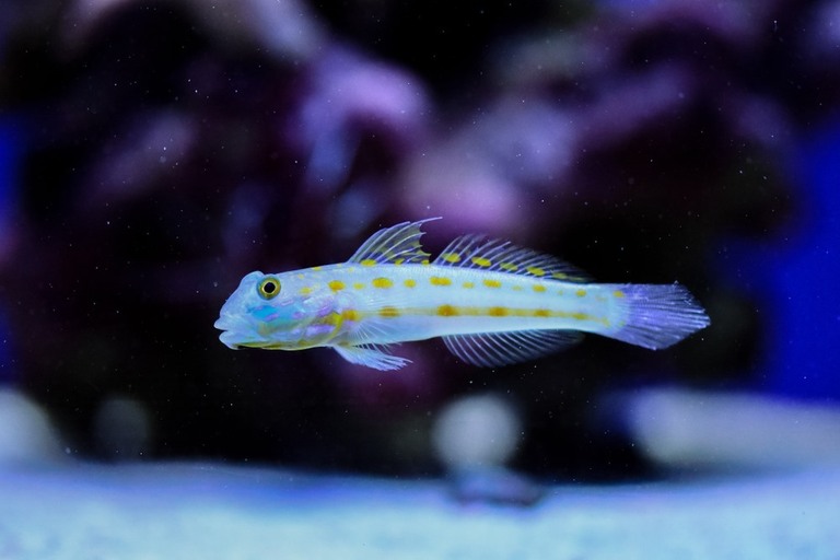 Best Saltwater Fish For 20, 30, 50-Gallon Tank Best Saltwater Fish For 20, 30, 50-Gallon Tank