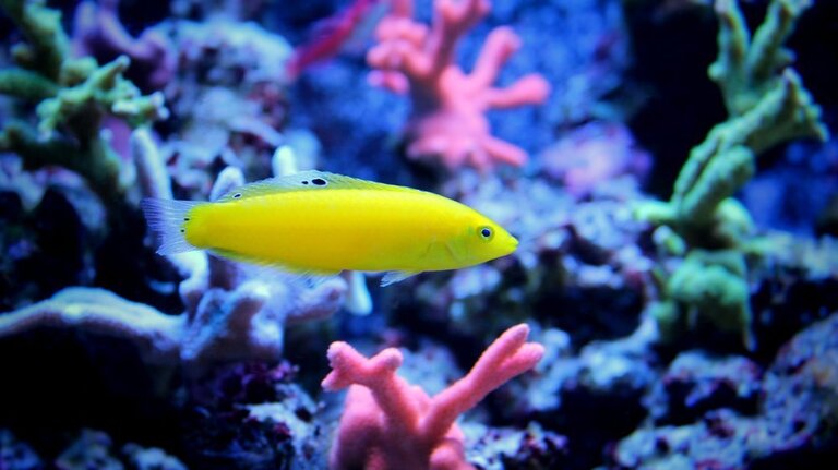 Best Saltwater Fish For 20, 30, 50-Gallon Tank Best Saltwater Fish For 20, 30, 50-Gallon Tank