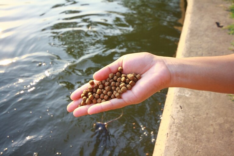 Best Goldfish Food Brands of 2025 Best Goldfish Food Brands of 2025