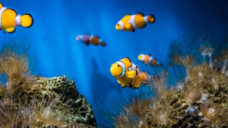 Best Saltwater Fish For 20, 30, 50-Gallon Tank Best Saltwater Fish For 20, 30, 50-Gallon Tank