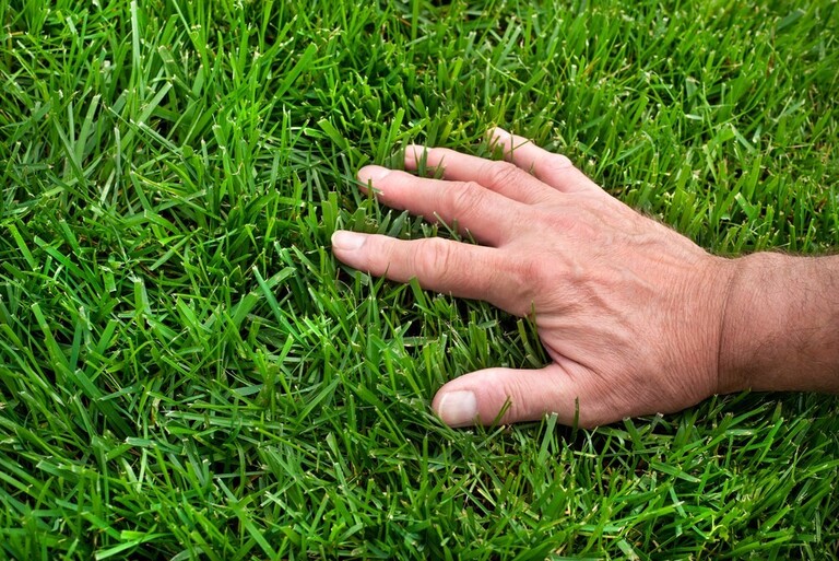 How To Grow Grass In Clay Soil? How To Grow Grass In Clay Soil?