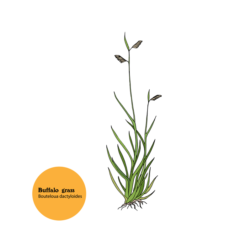 How To Grow Grass In Clay Soil? How To Grow Grass In Clay Soil?