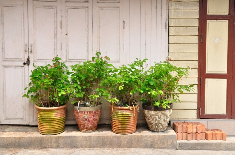 How To Protect Potted Plants From Wind? How To Protect Potted Plants From Wind?