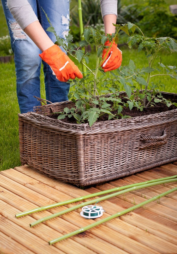 How To Protect Potted Plants From Wind? How To Protect Potted Plants From Wind?