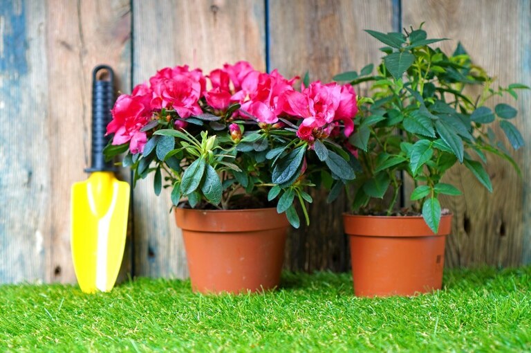 How To Protect Potted Plants From Wind? How To Protect Potted Plants From Wind?