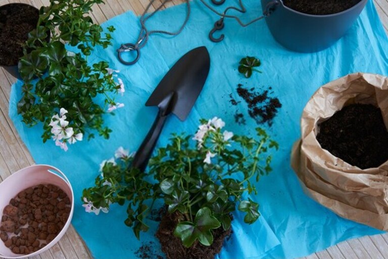 How To Protect Potted Plants From Wind? How To Protect Potted Plants From Wind?