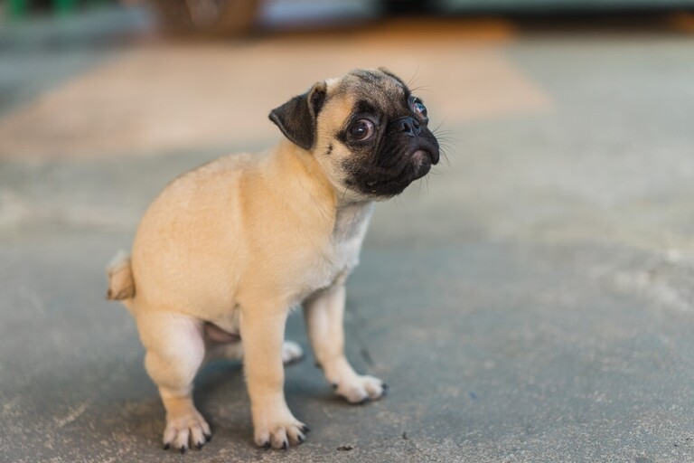 How To Get Rid Of Dog Poop In The Yard Without Scooping? How To Get Rid Of Dog Poop In The Yard Without Scooping?