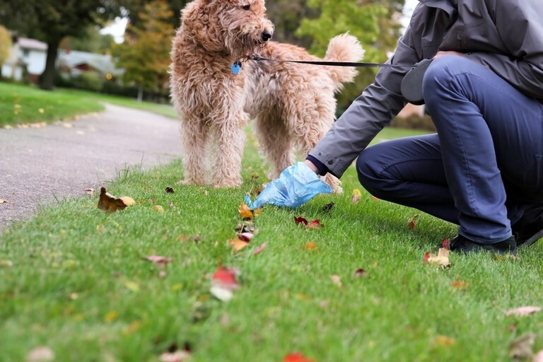 How To Get Rid Of Dog Poop In The Yard Without Scooping? How To Get Rid Of Dog Poop In The Yard Without Scooping?