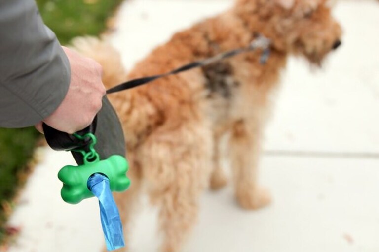 How To Get Rid Of Dog Poop In The Yard Without Scooping? How To Get Rid Of Dog Poop In The Yard Without Scooping?