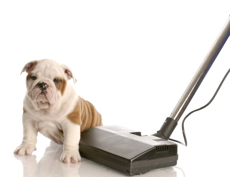 How To Get Rid Of Dog Poop In The Yard Without Scooping? How To Get Rid Of Dog Poop In The Yard Without Scooping?