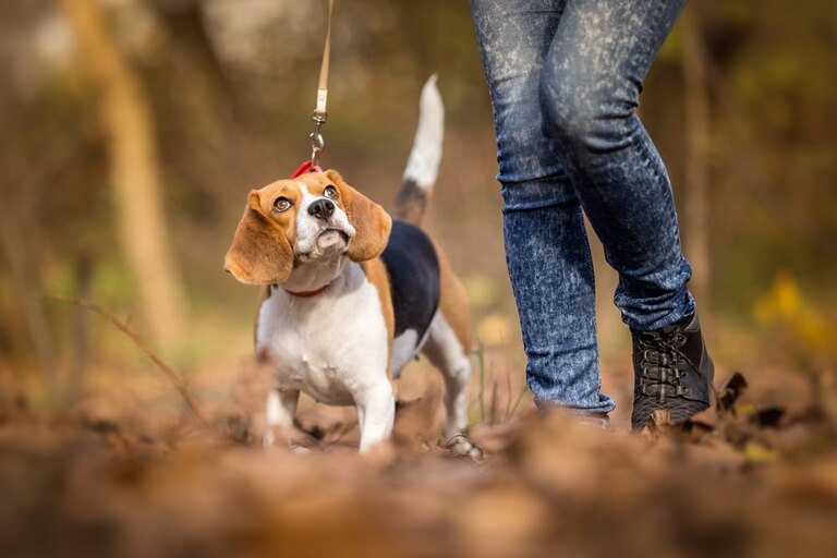 How To Get Rid Of Dog Poop In The Yard Without Scooping? How To Get Rid Of Dog Poop In The Yard Without Scooping?
