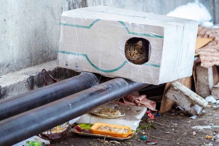 How To Make A Heated Outdoor Cat House? How To Make A Heated Outdoor Cat House?