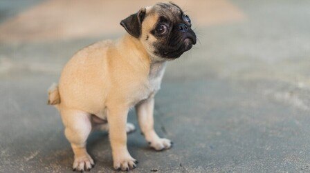 How To Get Rid Of Dog Poop In The Yard Without Scooping?