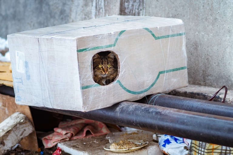 How To Make A Heated Outdoor Cat House? How To Make A Heated Outdoor Cat House?