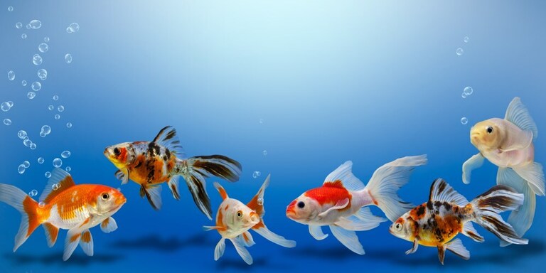 How To Keep A Fish Tank Clean Without Changing The Water? How To Keep A Fish Tank Clean Without Changing The Water?
