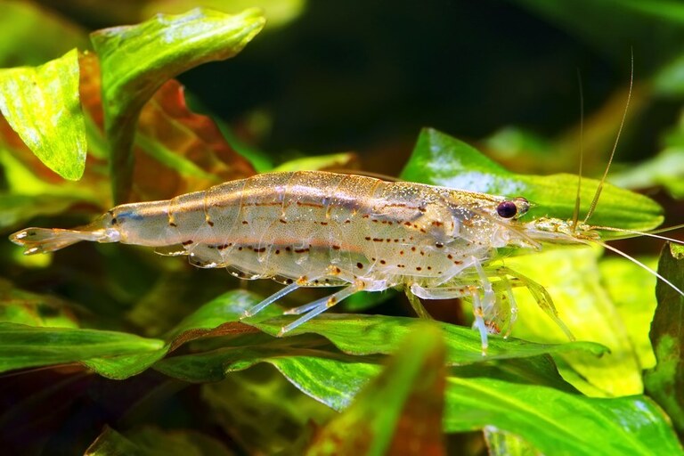 How To Keep A Fish Tank Clean Without Changing The Water? How To Keep A Fish Tank Clean Without Changing The Water?